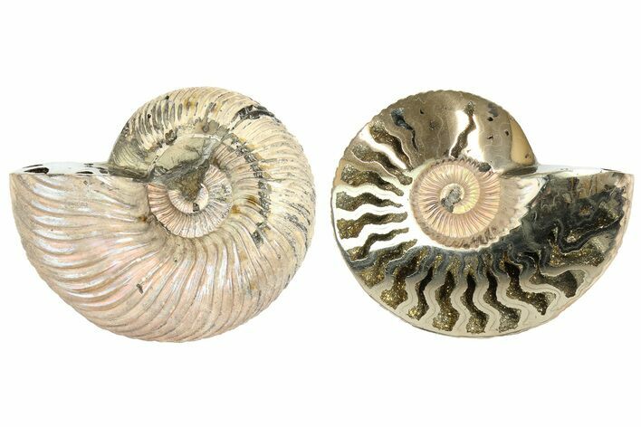 One Side Polished, Pyritized Fossil Ammonite - Russia #174957